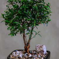 Flowering Brush Cherry