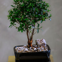 Flowering Brush Cherry