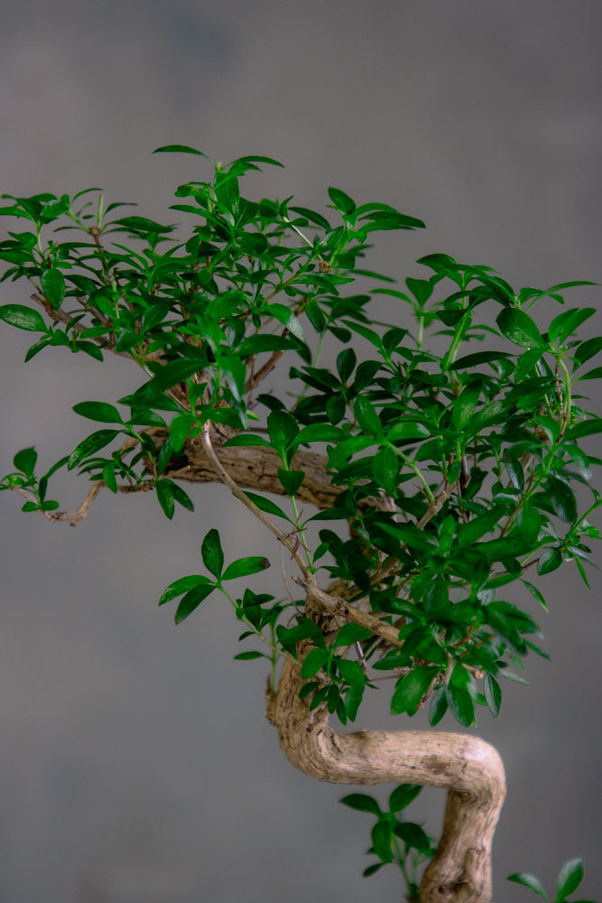 tree of a thousand stars bonsai Serissa Japonica