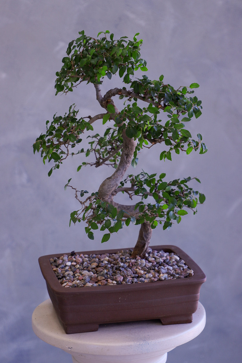 Bonsai tree in a pot on a white pedestal against a gray background