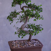Bonsai tree in a pot on a white pedestal against a gray background