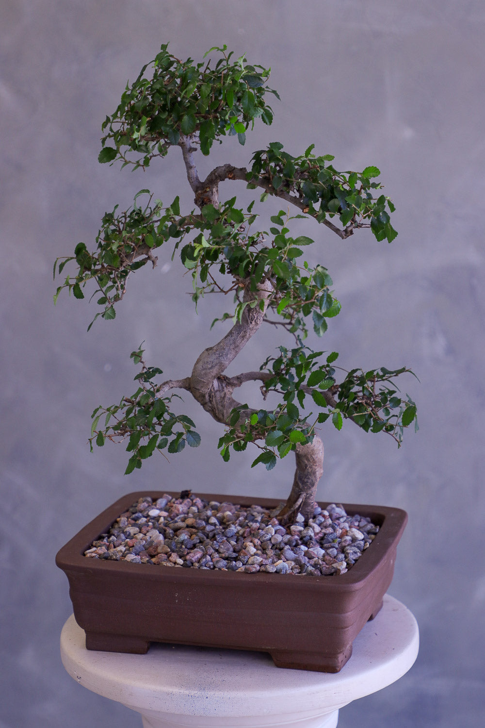 Bonsai tree in a pot on a white pedestal against a gray background