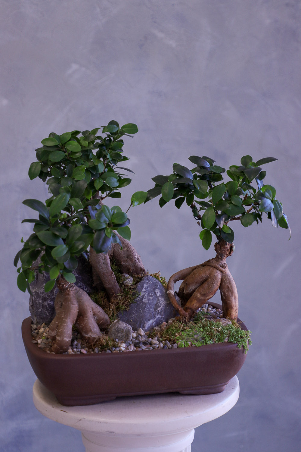 Bonsai tree in a pot on a pedestal against a gray background