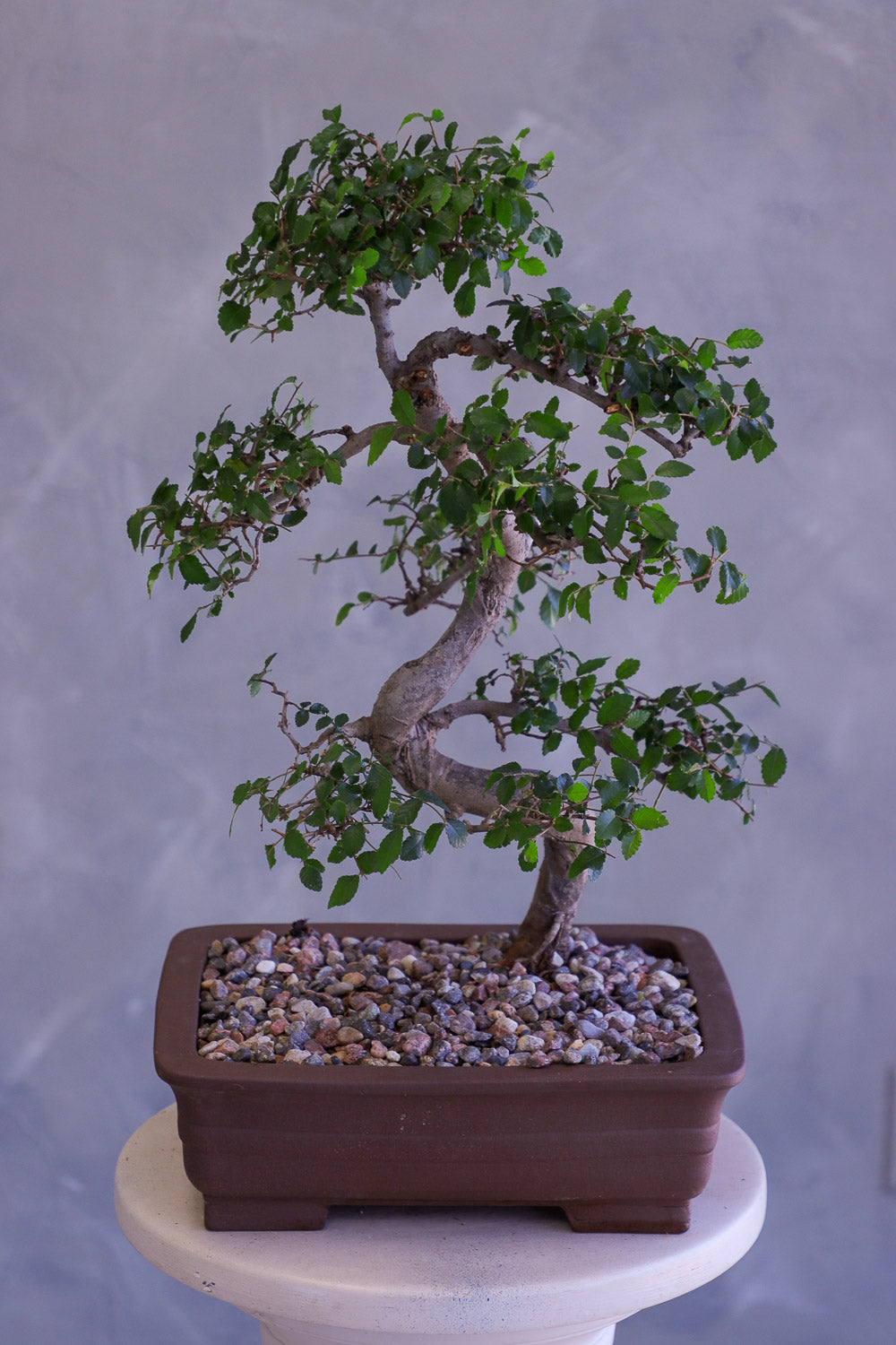 Bonsai tree in a pot on a white pedestal against a gray background