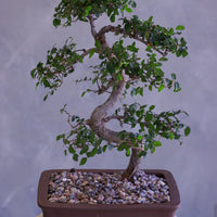 Bonsai tree in a pot on a white pedestal against a gray background