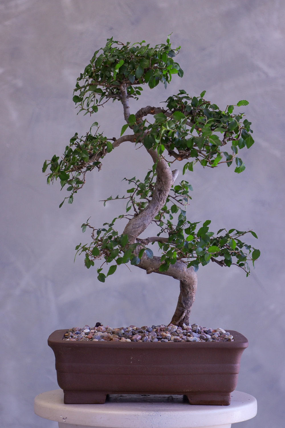 Bonsai tree in a pot on a neutral background