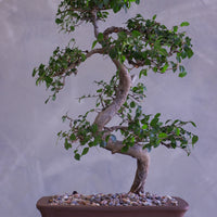 Bonsai tree in a pot on a neutral background