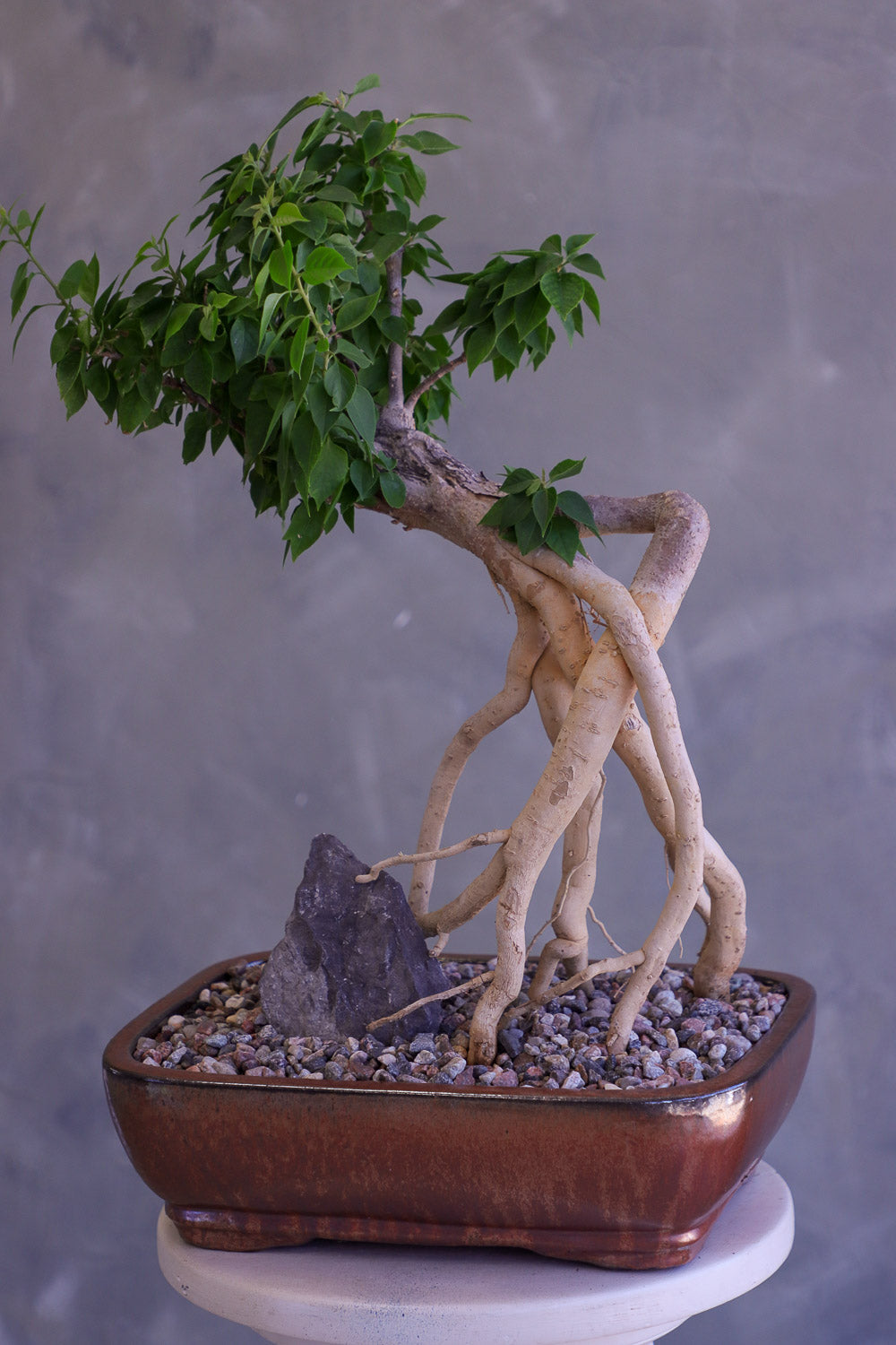 Bougainvillea Bonsai