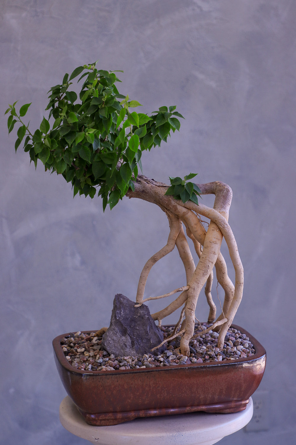 Bougainvillea Bonsai