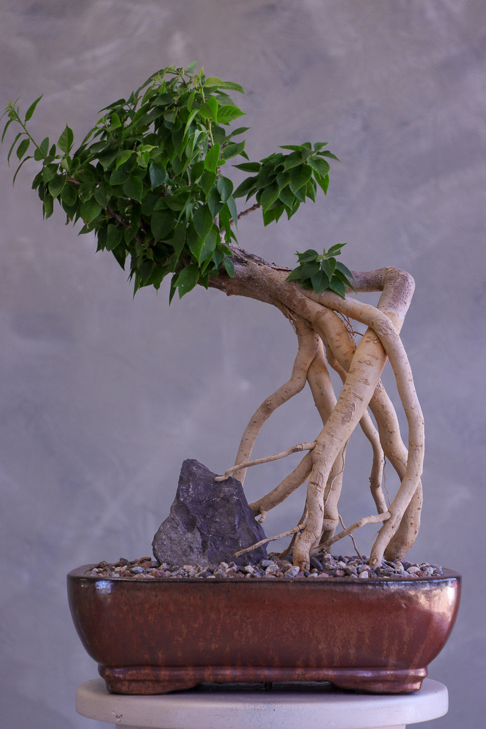 Bougainvillea Bonsai