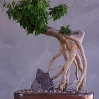 Bougainvillea Bonsai