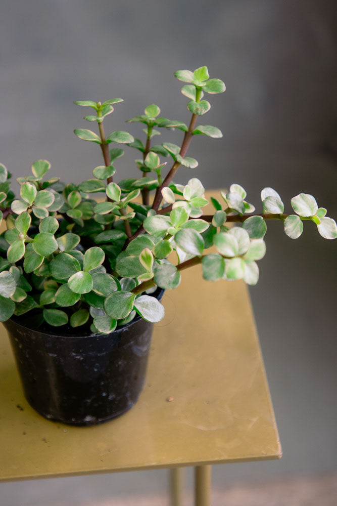 Dwarf Jade - Portulacaria Afra - Pre-Bonsai