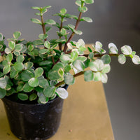 Dwarf Jade - Portulacaria Afra - Pre-Bonsai