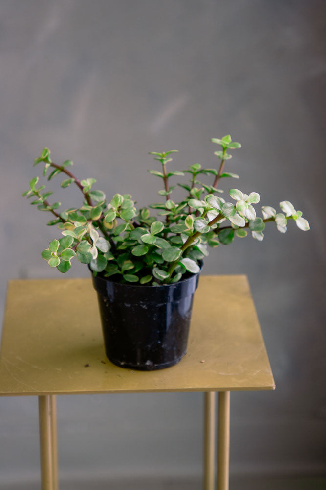 Dwarf Jade - Portulacaria Afra - Pre-Bonsai