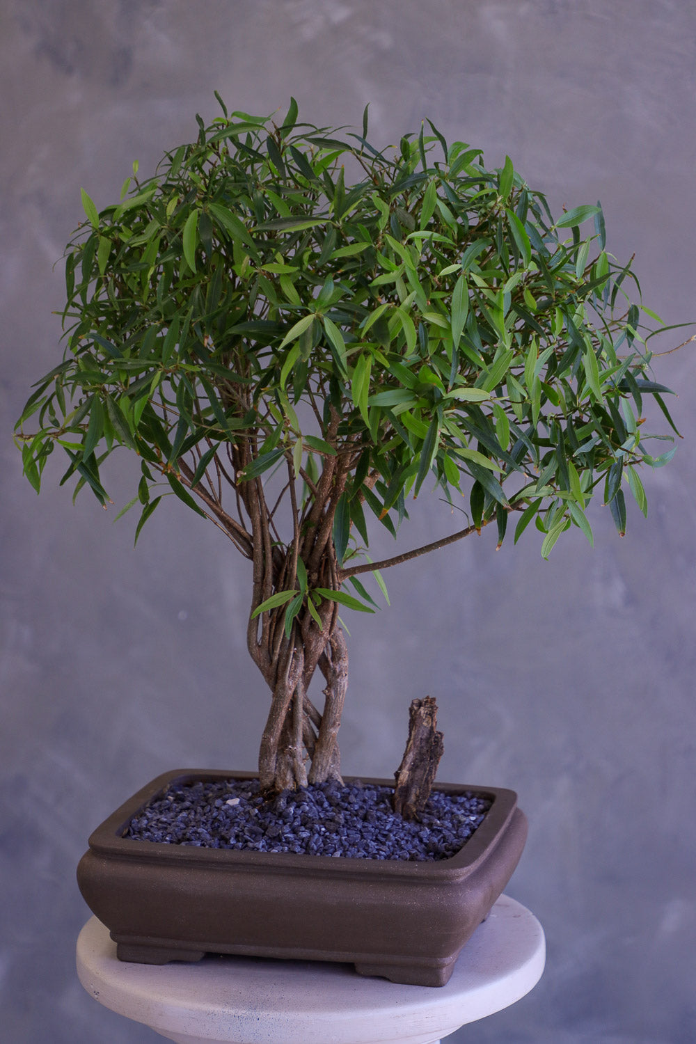 Bonsai tree in a pot on a gray background