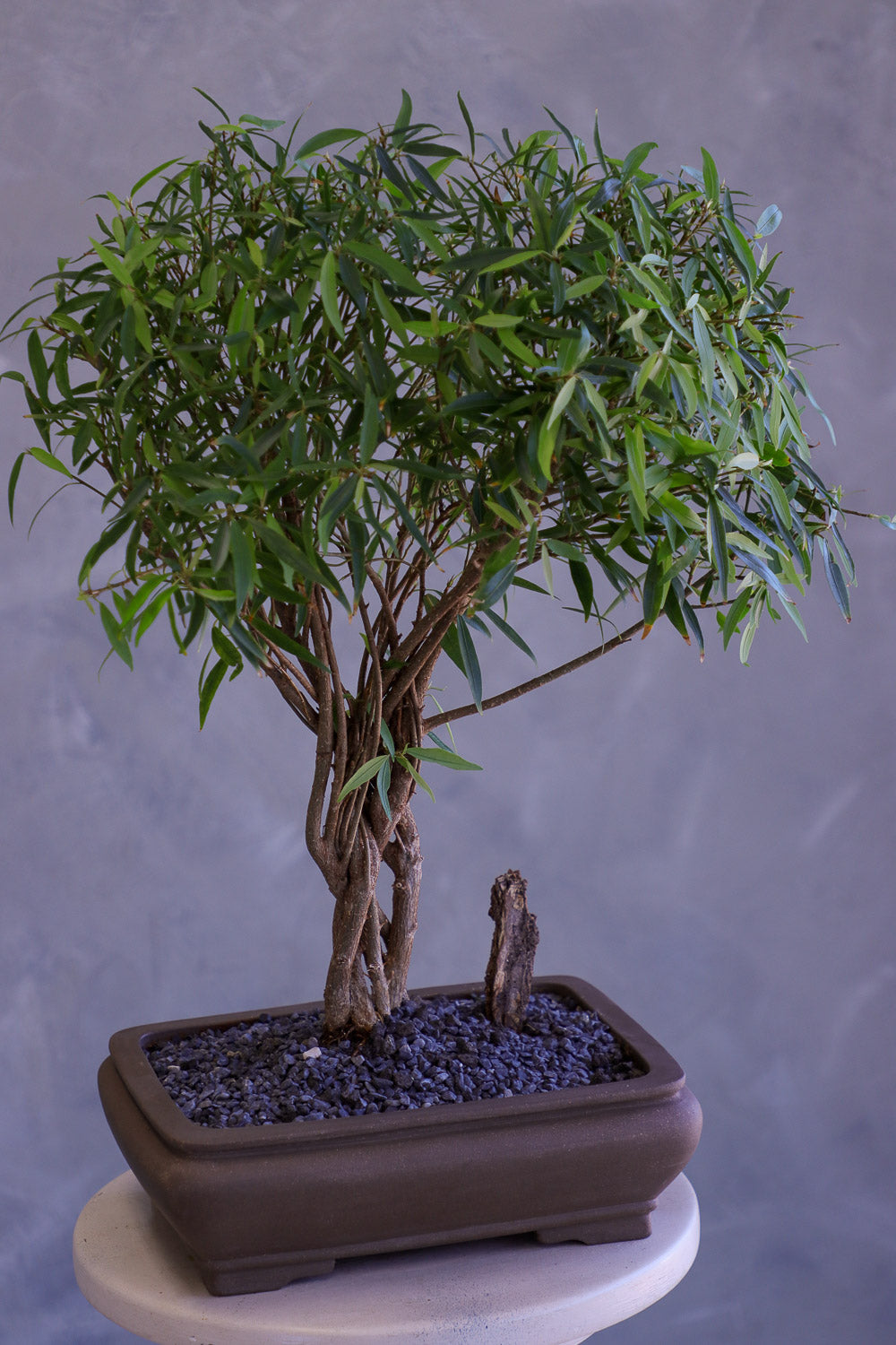 Bonsai tree in a pot on a gray background