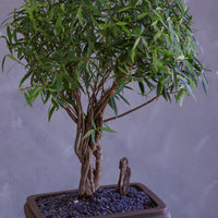 Bonsai tree in a pot on a gray background