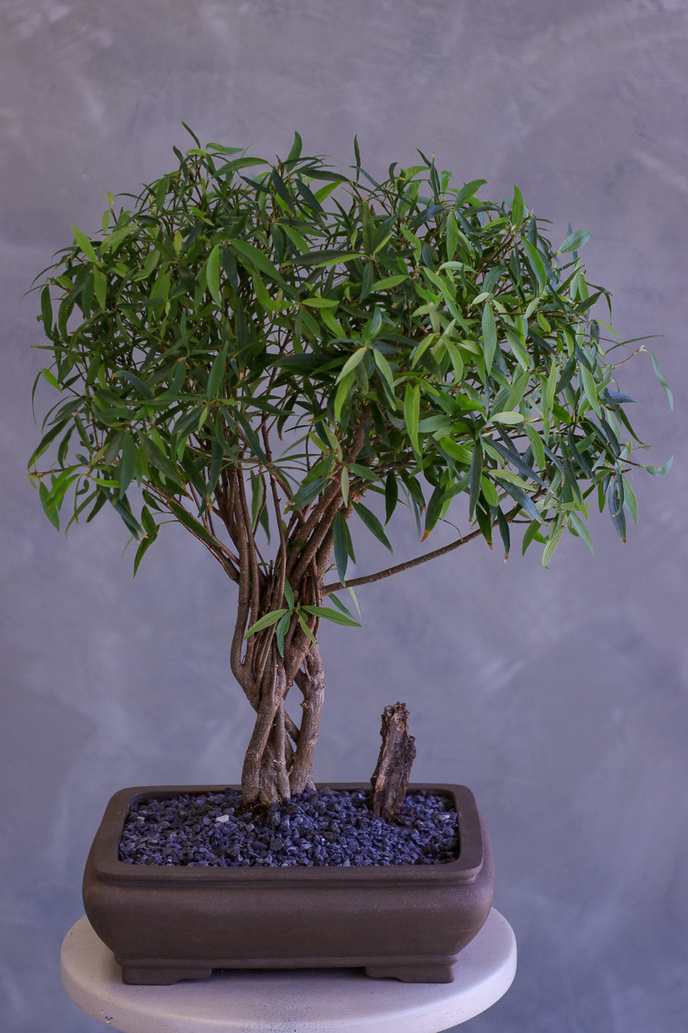 Bonsai tree in a pot on a gray background