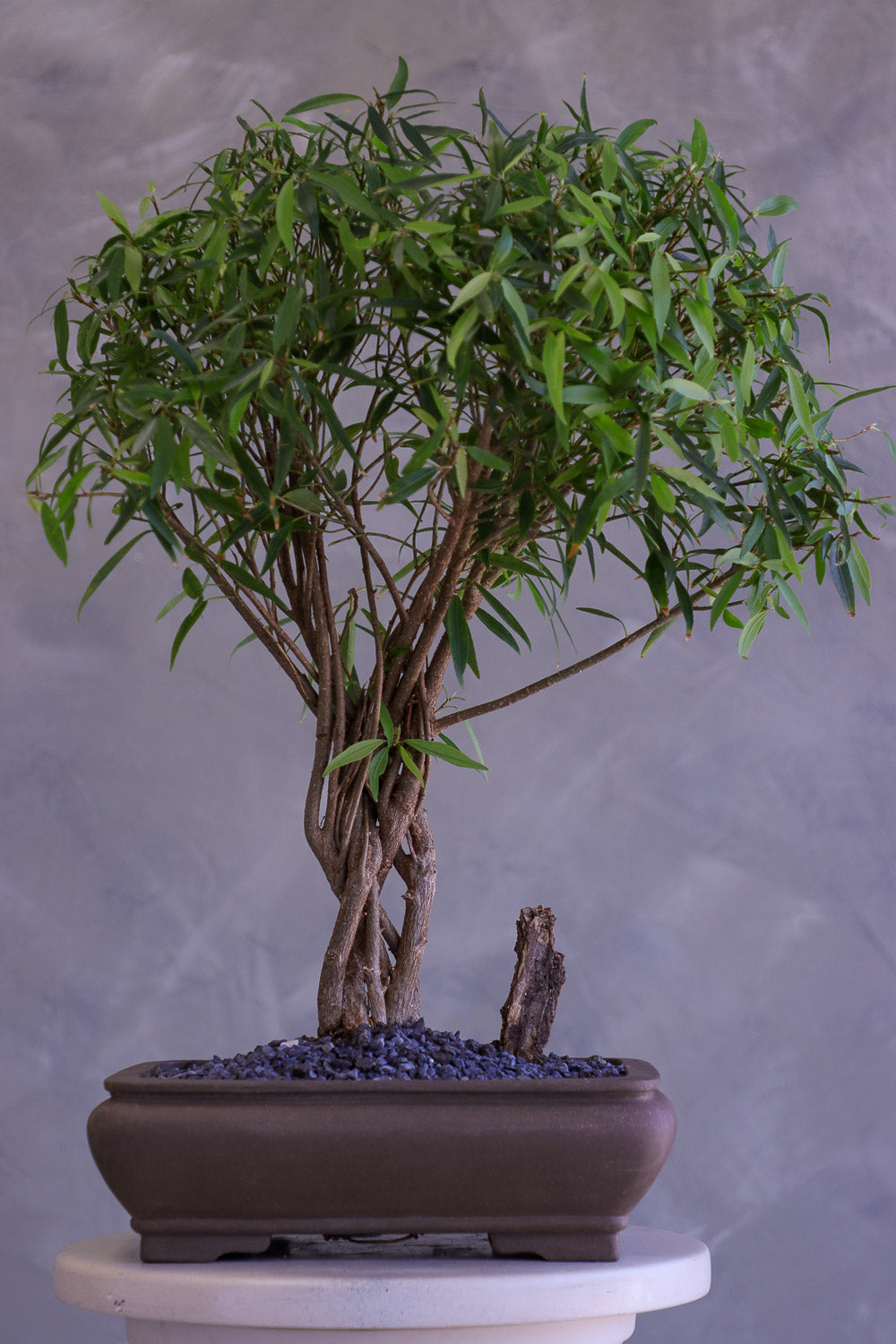 Bonsai tree in a pot on a gray background
