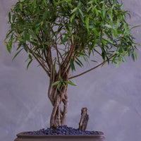 Bonsai tree in a pot on a gray background