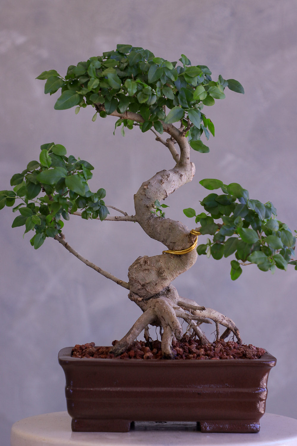 Bonsai tree with twisted trunk on a neutral background