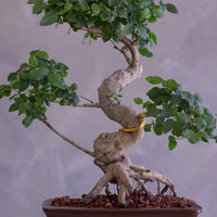 Bonsai tree with twisted trunk on a neutral background