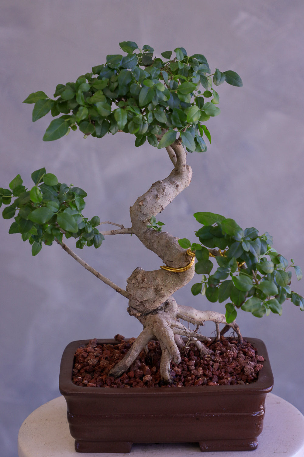 Bonsai tree with a ring on a gray background