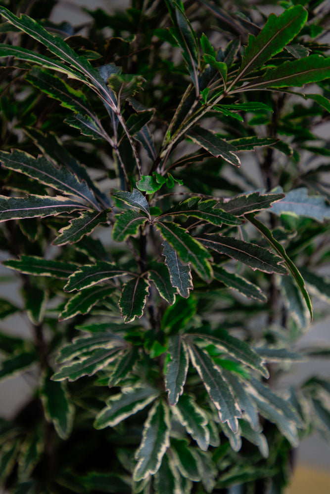 Aralia Bianca 'Elegantissima'