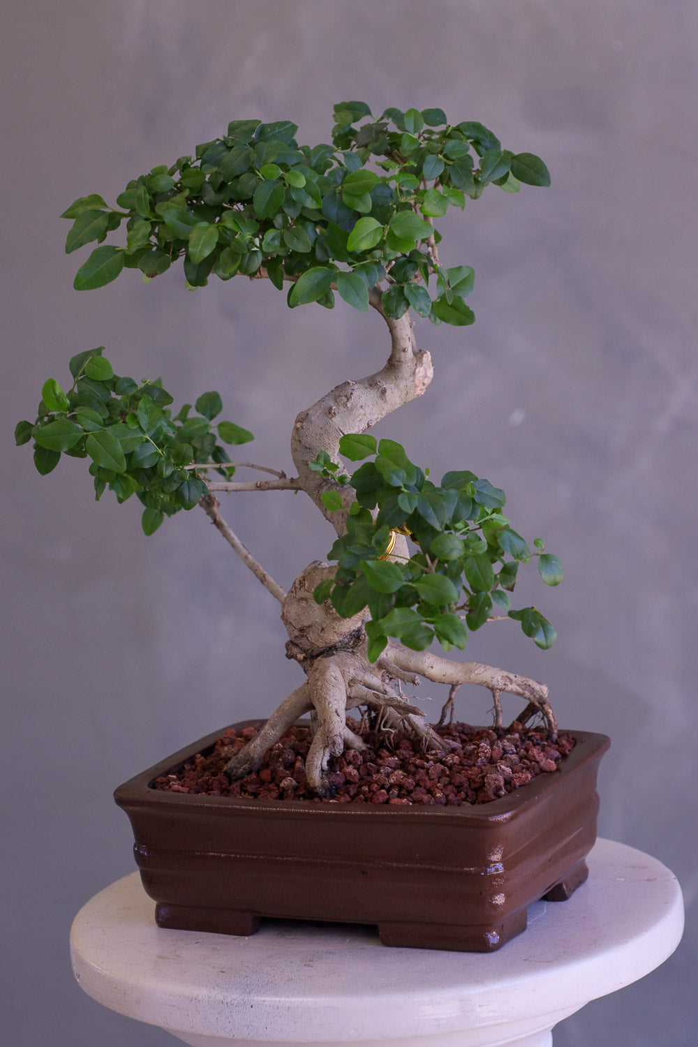 Bonsai tree with twisted trunk on a gray background