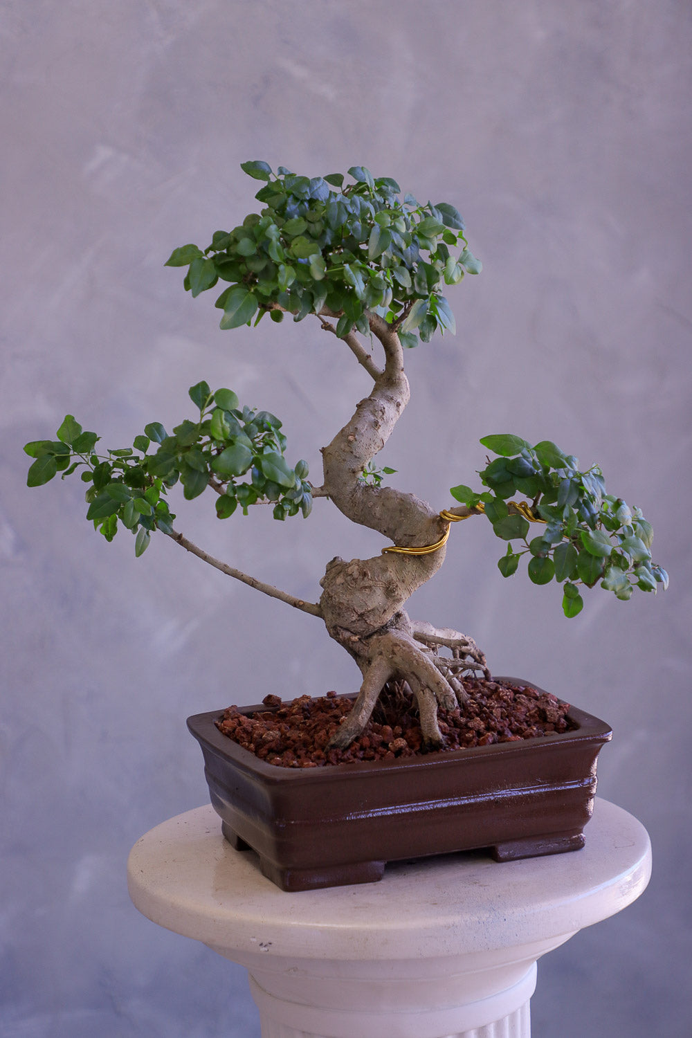 Bonsai tree in a pot on a pedestal against a gray background