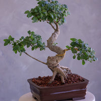 Bonsai tree in a pot on a pedestal against a gray background