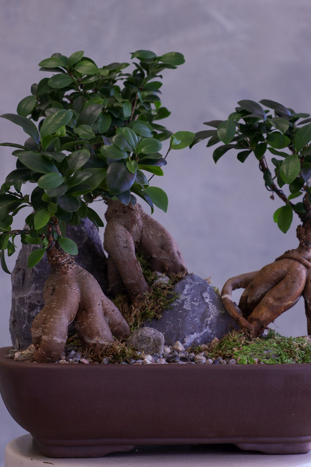 Bonsai trees in pots with a natural rock