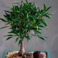 Willow-Leaf Fig | Ficus Nerifolia