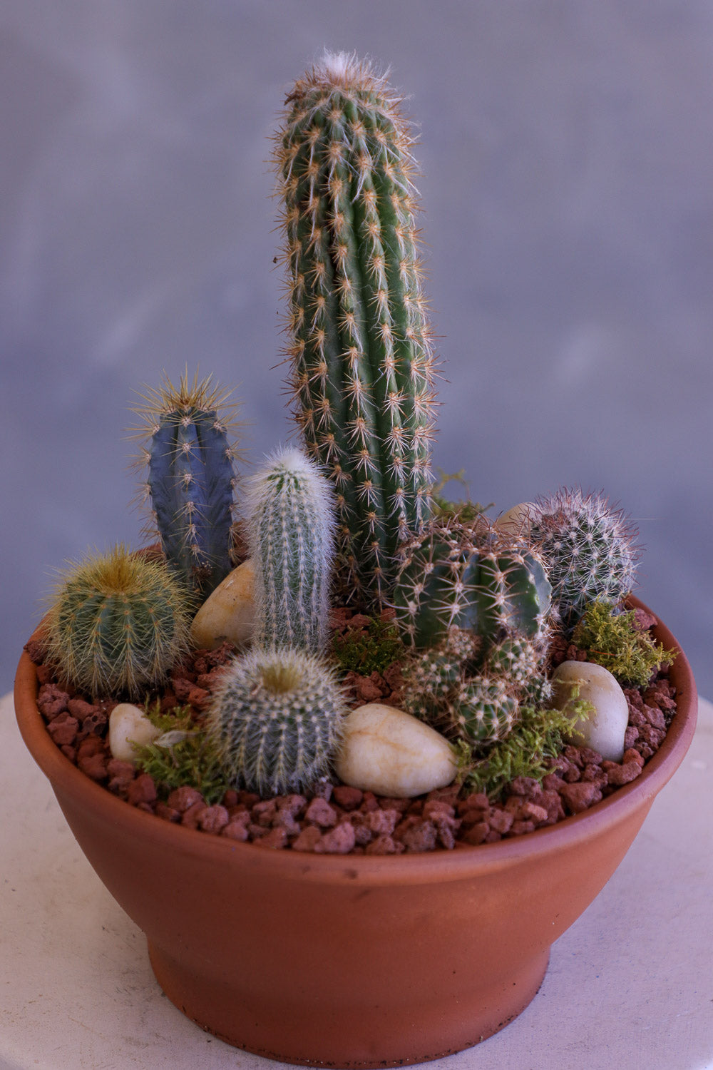 Desert Garden