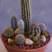 Desert Garden