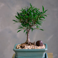 Willow-Leaf Fig | Ficus Nerifolia