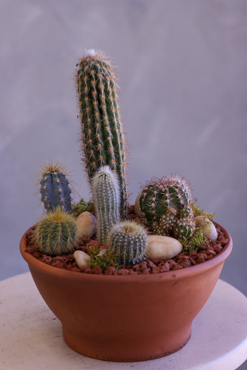 Desert Garden