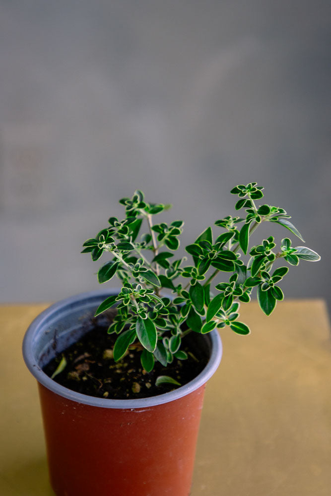 Serissa Japonica - Tree of a Thousand Stars