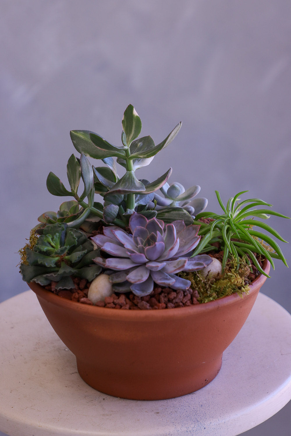 Desert Garden