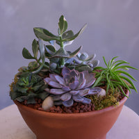 Desert Garden