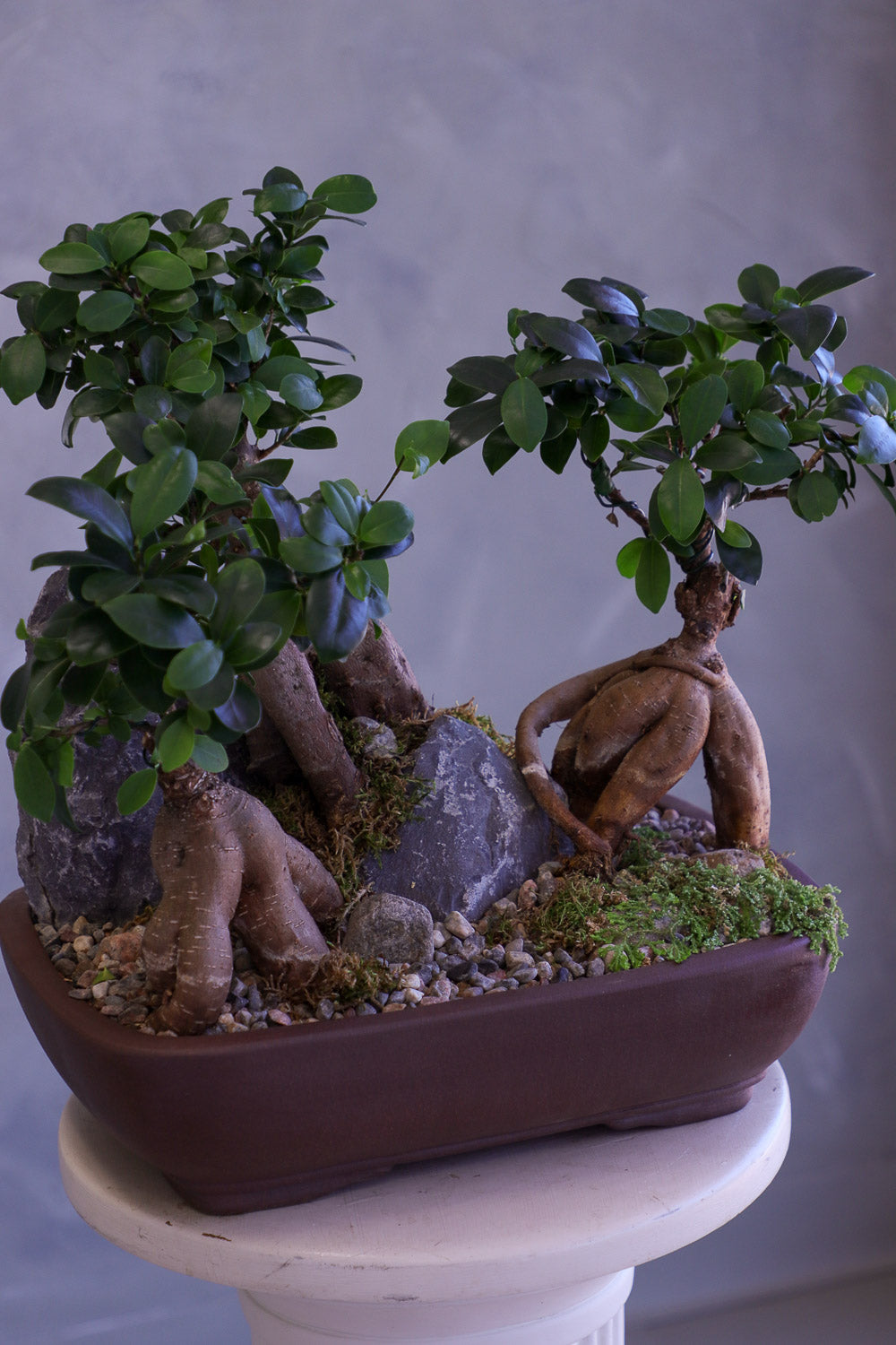 Bonsai trees in a pot with decorative elements on a white pedestal against a gray background