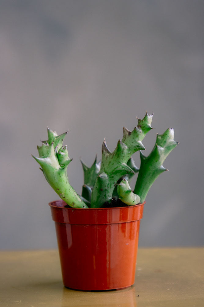 Orbea / Stapelia / Huernia - Star Fish Cactus