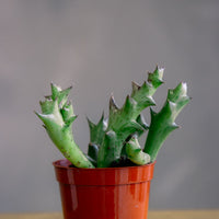 Orbea / Stapelia / Huernia - Star Fish Cactus