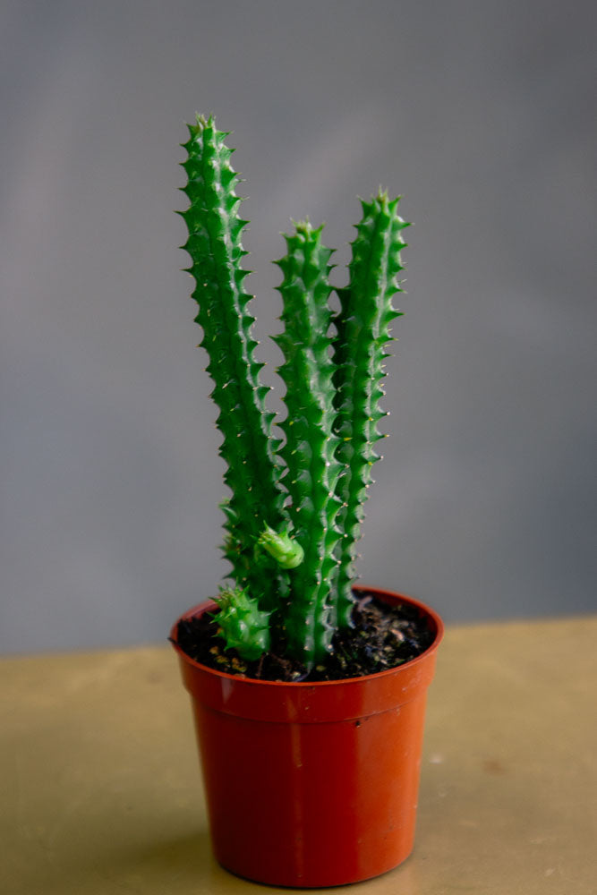 Orbea / Stapelia / Huernia - Star Fish Cactus