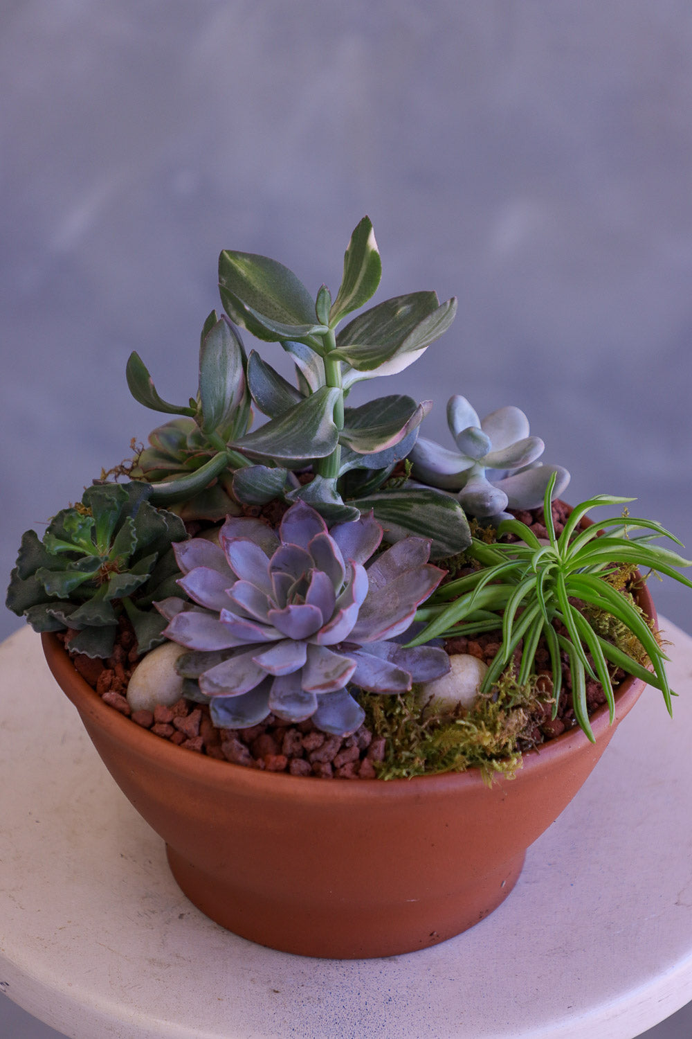 Desert Garden