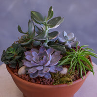 Desert Garden