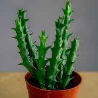 Orbea / Stapelia / Huernia - Star Fish Cactus