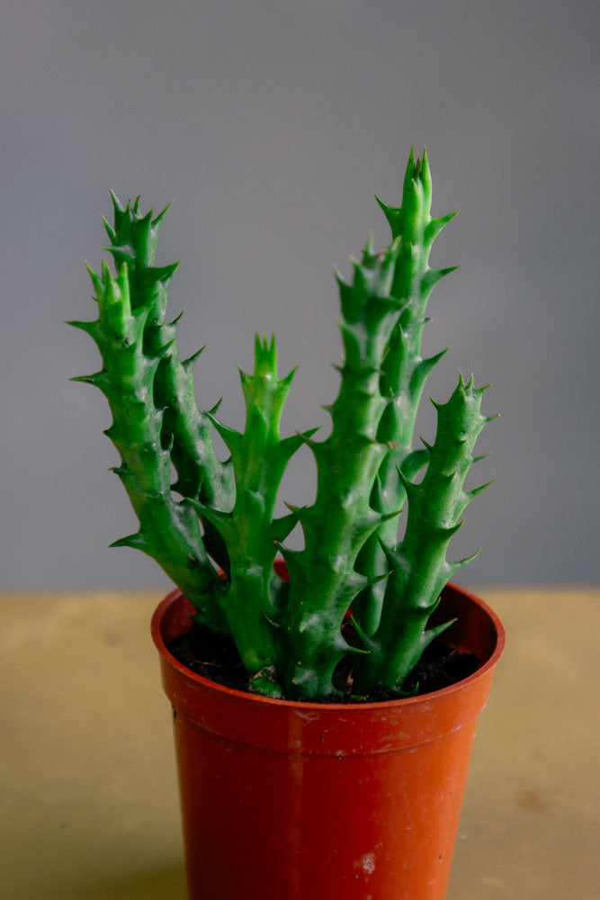 Orbea / Stapelia / Huernia - Star Fish Cactus