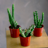 Orbea / Stapelia / Huernia - Star Fish Cactus