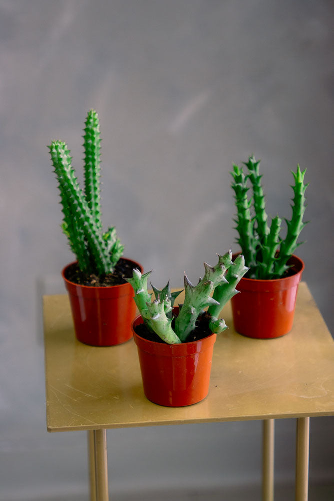 Orbea / Stapelia / Huernia - Star Fish Cactus